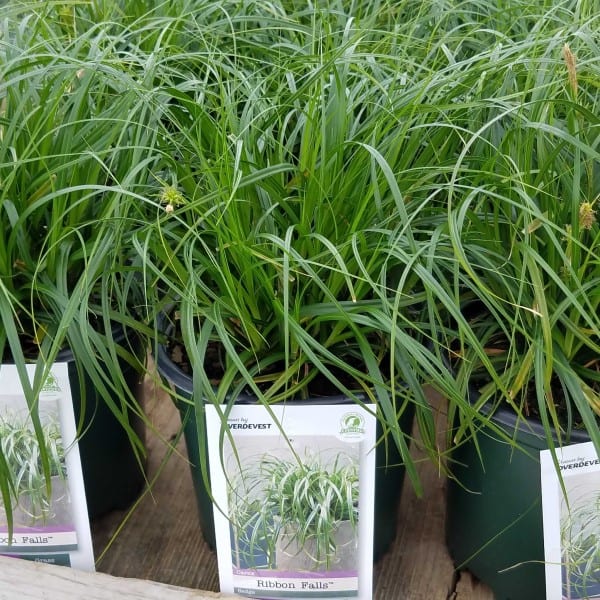 Ribbon Falls™ Sedge Grown By Overdevest