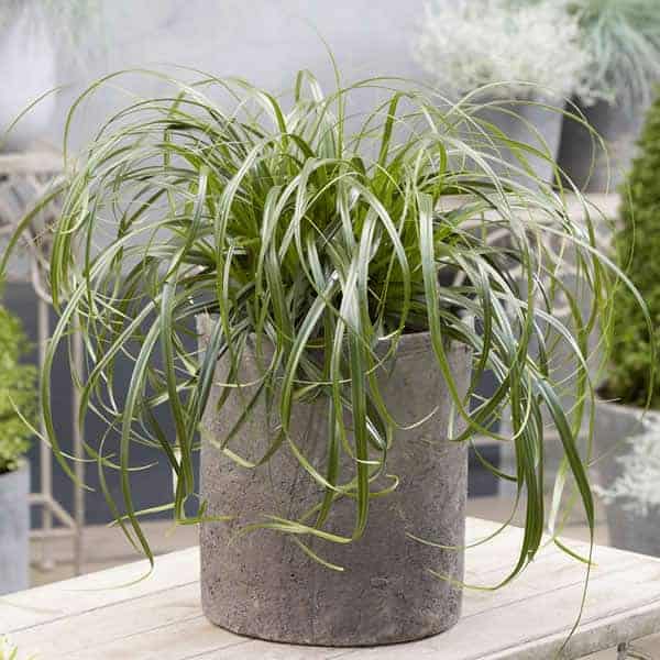 Ribbon Falls™ Sedge Grown By Overdevest