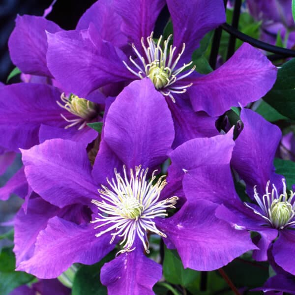 Chevalier™ Clematis Grown By Overdevest