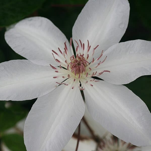 'Henryi' Clematis Grown By Overdevest