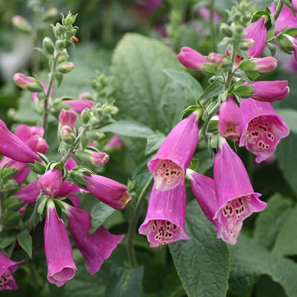 Foxy Hybrids Foxglove Grown By Overdevest