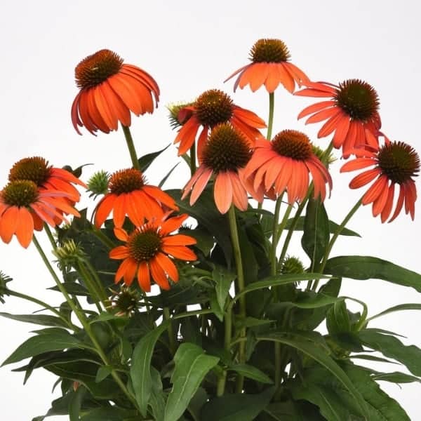 Artisan™ Collection Soft Orange Coneflower Grown By Overdevest