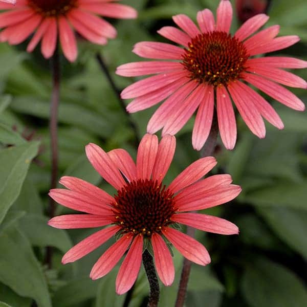 'Solar Flare' Coneflower Grown By Overdevest