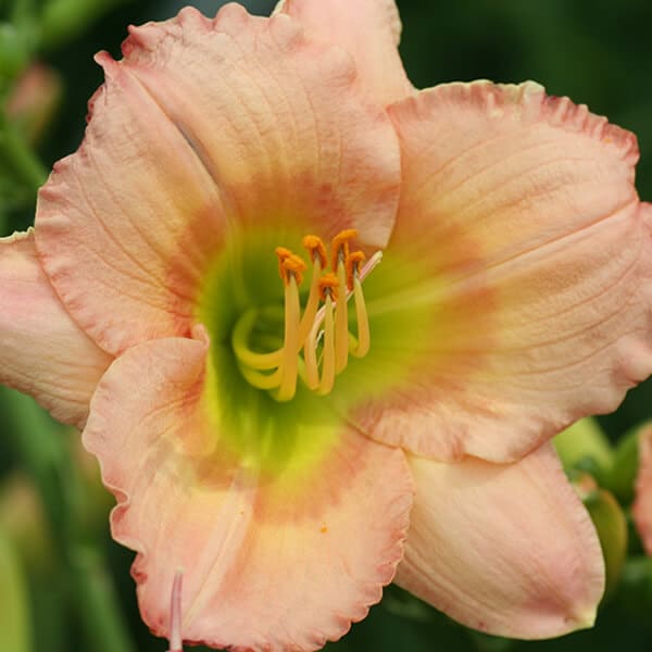 'Chorus Line' Daylily Grown By Overdevest