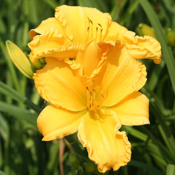 'Starstruck' Daylily Grown By Overdevest