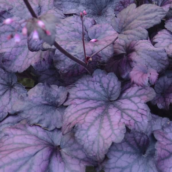 ‘Electric Plum’ Coral Bells Grown By Overdevest