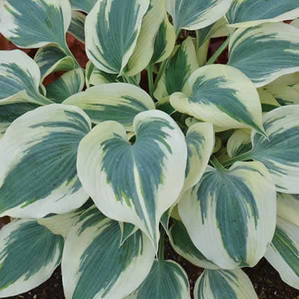 'Blue Ivory' Hosta Grown By Overdevest