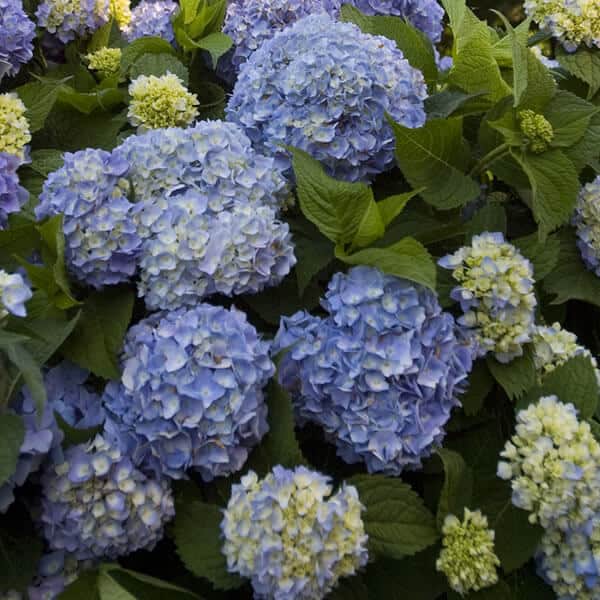 Endless Summer® Mophead Hydrangea Grown By Overdevest