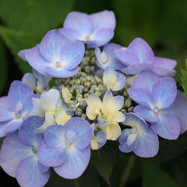 Forever 'Summer Lace' Lacecap Hydrangea Grown By Overdevest