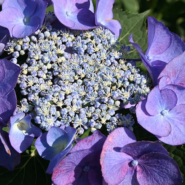 'Zorro' Lacecap Hydrangea Grown By Overdevest