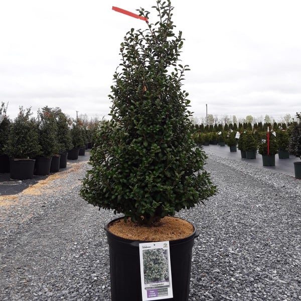 'Chesapeake' Japanese Holly Grown By Overdevest