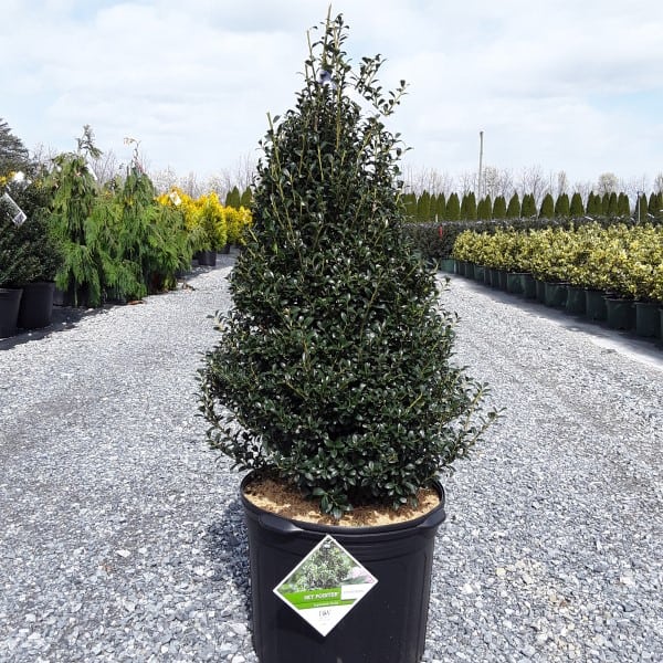 Sky Box™ (Sky Pointer®) Japanese Holly Grown By Overdevest
