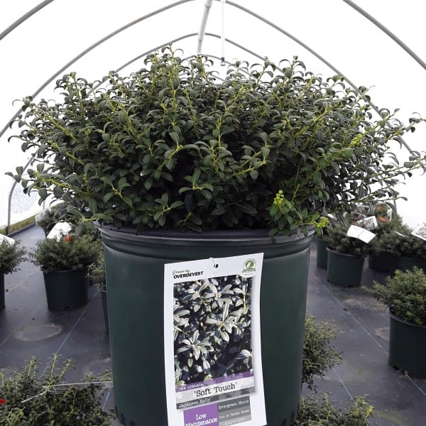 'Soft Touch' Japanese Holly Grown By Overdevest
