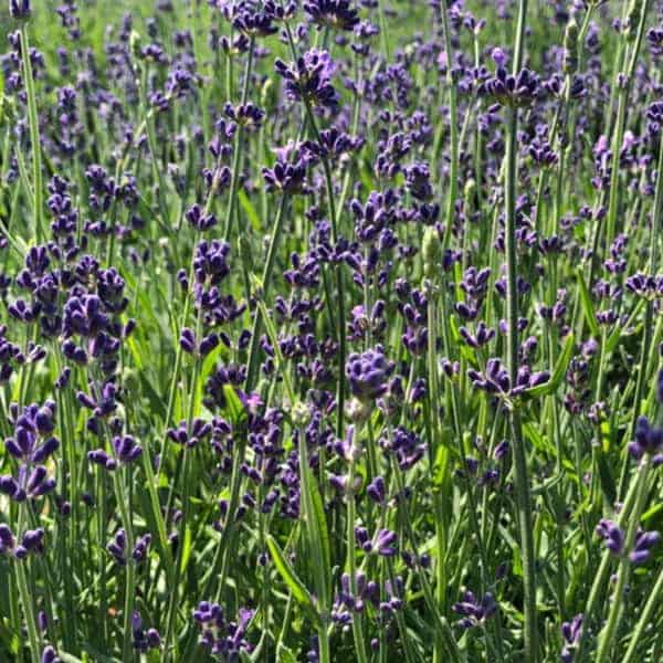 'Hidcote' English Lavender Grown By Overdevest