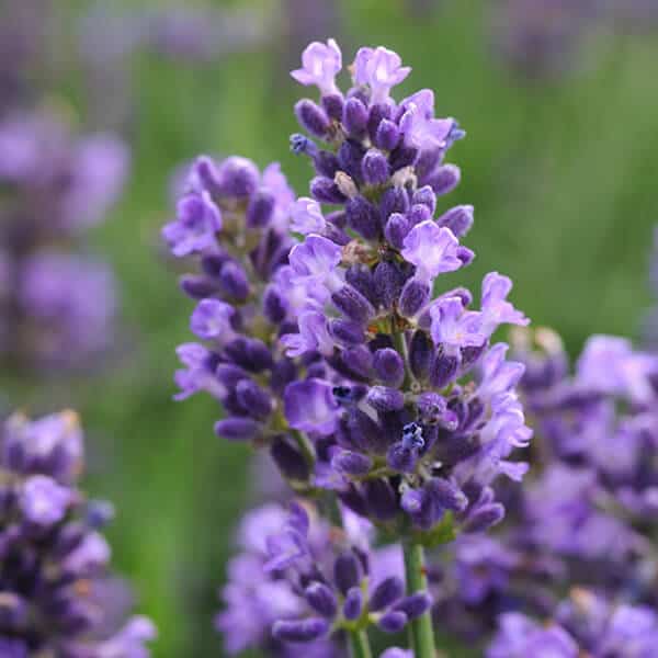'SuperBlue' English Lavender Grown By Overdevest