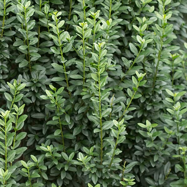 Straight Talk™ Privet Grown By Overdevest