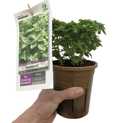 'Boxwood' Sweet Basil Grown By Overdevest