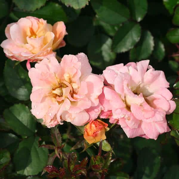 Peach Drift® Ground Cover Rose Grown By Overdevest