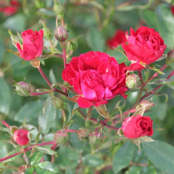 Red Drift® Ground Cover Rose Grown By Overdevest