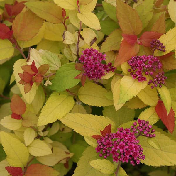 Double Play® Candy Corn® Spirea Grown By Overdevest