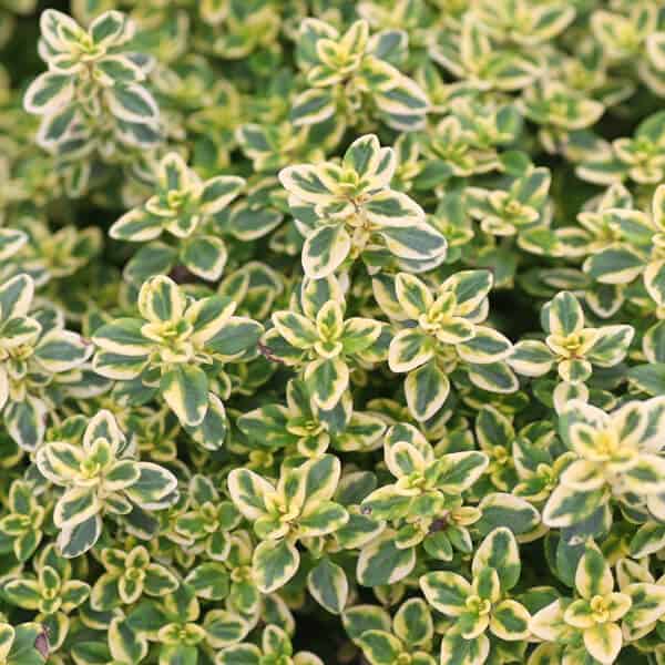 'Golden Lemon' Lemon Thyme Grown By Overdevest