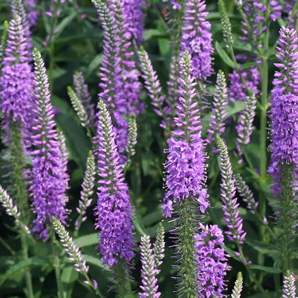 'Eveline' Spiked Speedwell Grown By Overdevest