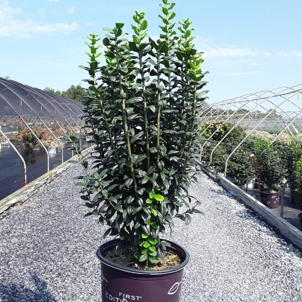 Straight Talk™ Privet Grown By Overdevest