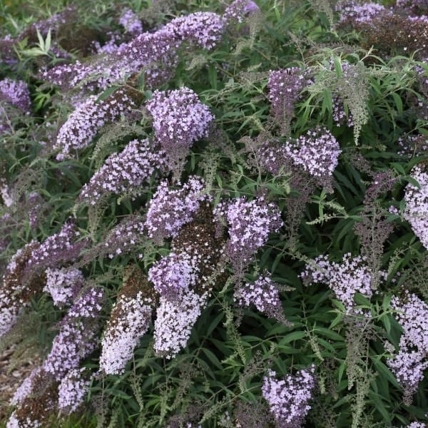 'Lilac Cascade' Butterfly Bush Grown By Overdevest