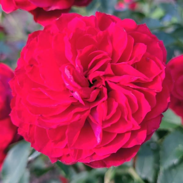True Bloom™ True Love Hybrid Tea Rose Grown By Overdevest