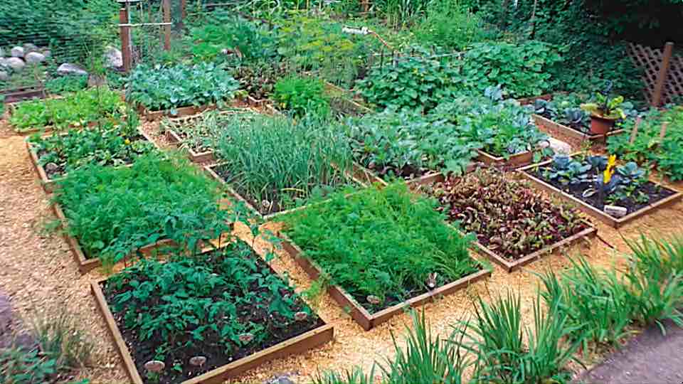 Grid Planting Diagrams Grown By You
