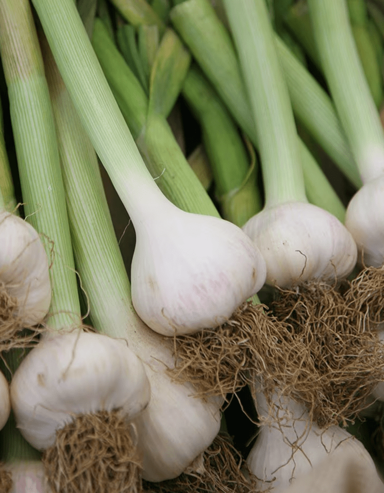 Garlic Caulk Wight Seed Grown Local