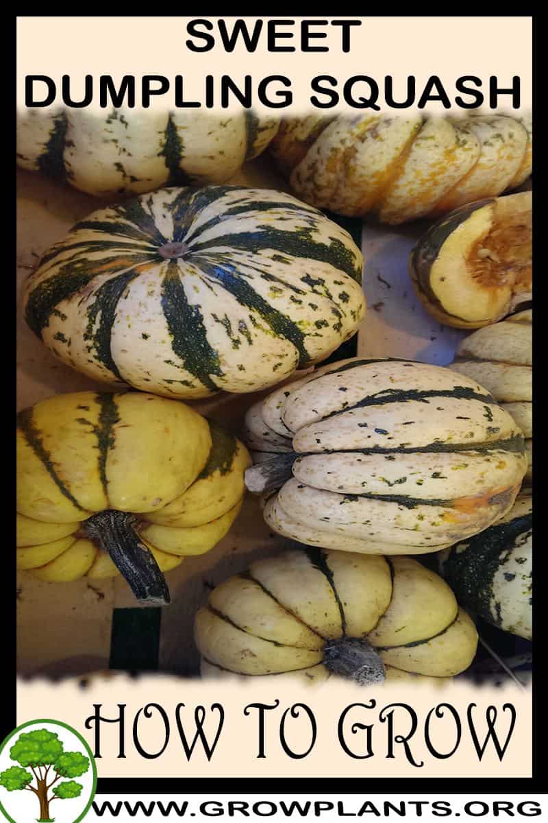 Sweet dumpling squash plant How to grow & care