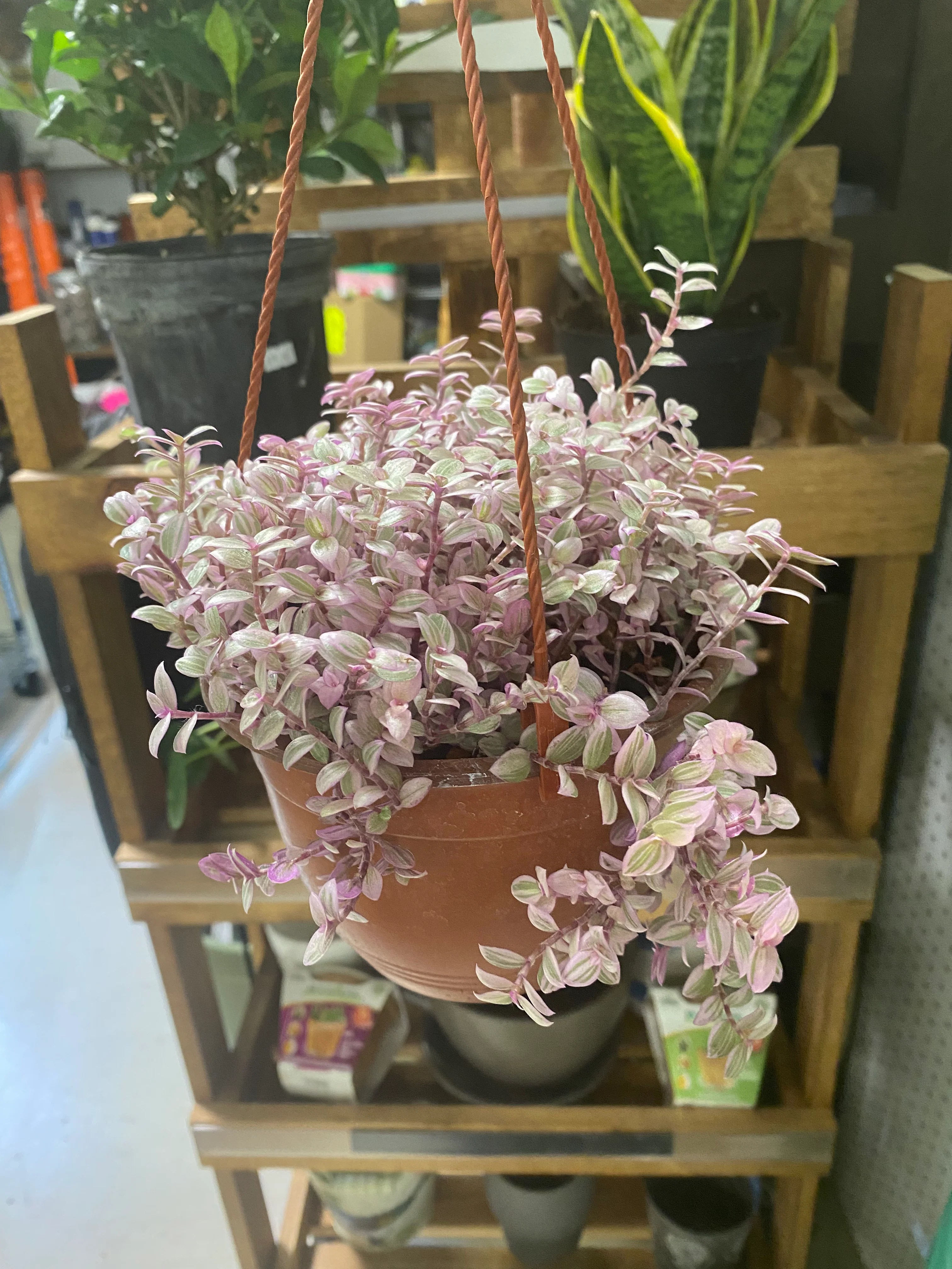 Tradescantia Callisia Repens HB 6' Pink Panther' Toxic