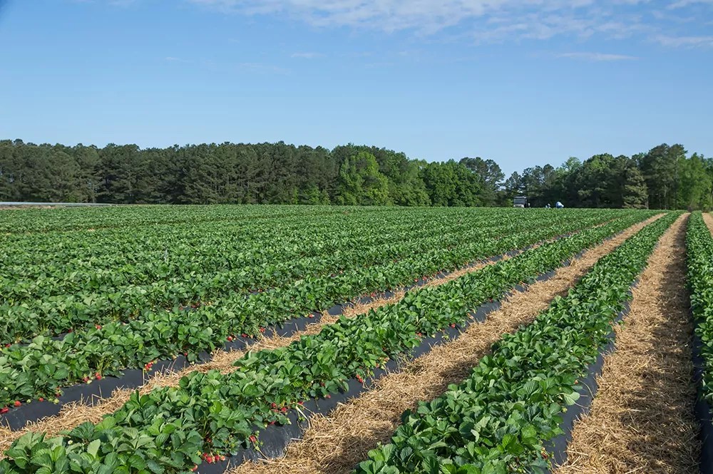 Lee County’s Agricultural Economy Sanford Area Growth Alliance