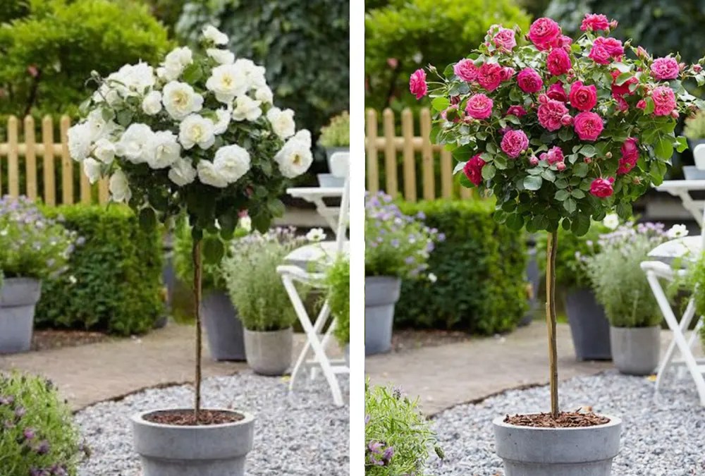 Cultivating Rose Trees in Pots A 6Step Guide Grow Serenity