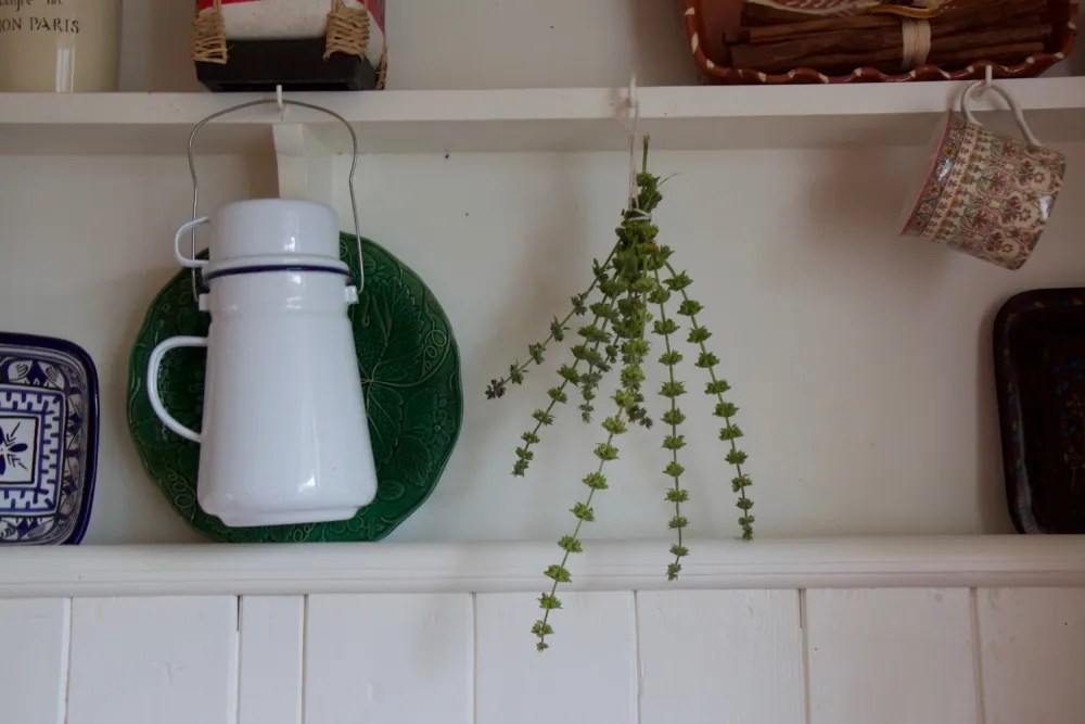 Everything You Can Do with Basil Flowers Unveiling Their Precious