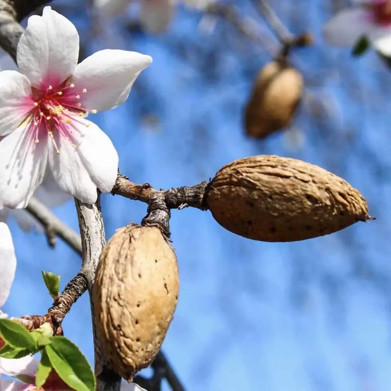 Grow Your Own Almond Bounty A Guide to Seeding Almond Trees at Home