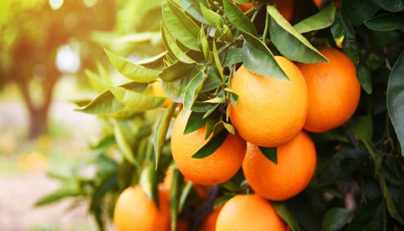 THE MANY HEALTH BENEFITS OF ORANGES Growtech Growth