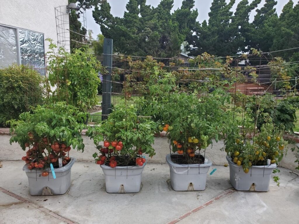 Dwarf Tomatoes Grow Tomatoes Easily