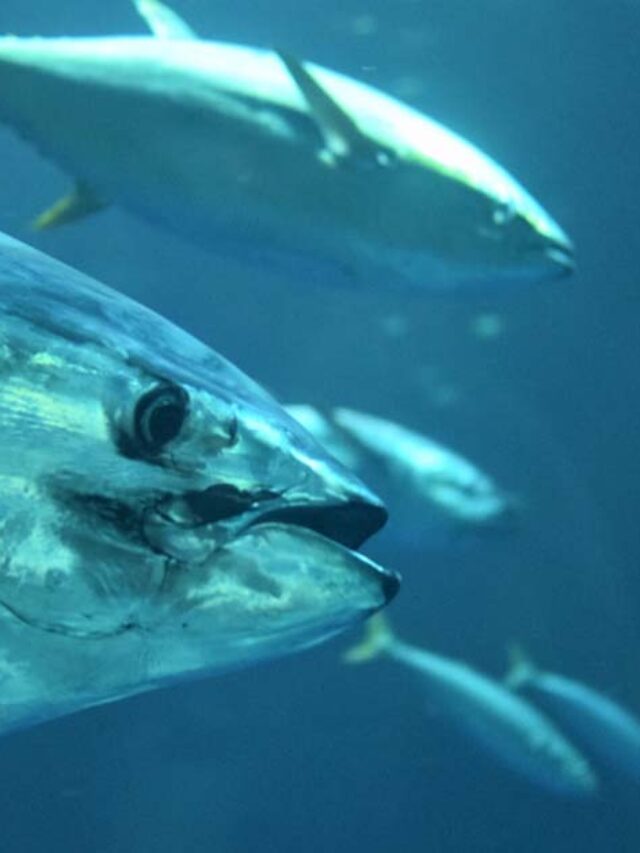 What Is The Marathi Name Of Tuna Fish? Growtre