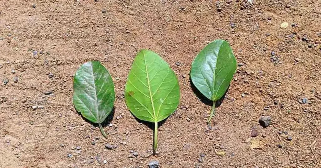 Banyan Tree In Tamil Name [4+ Benefits, Types, Nutrients & Facts]