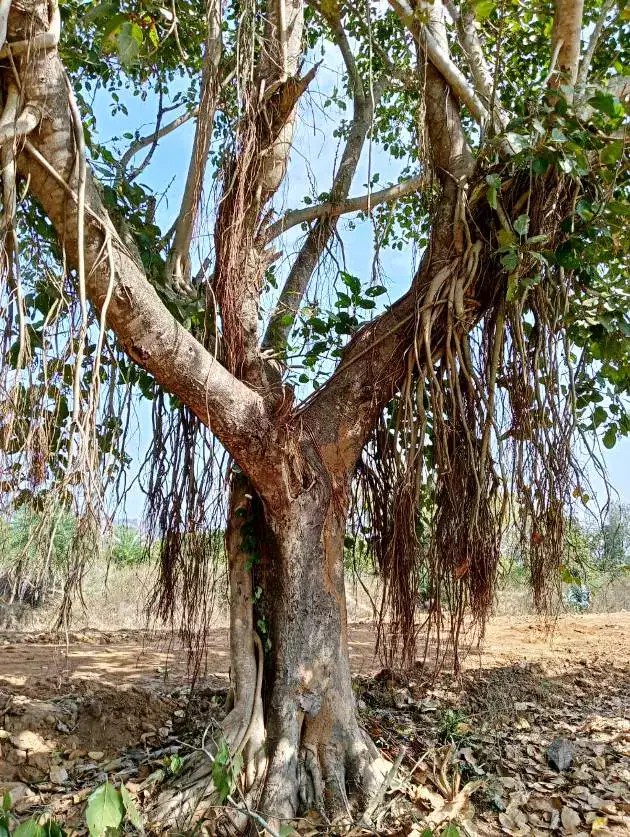 Banyan Tree In Tamil Name [4+ Benefits, Types, Nutrients & Facts]