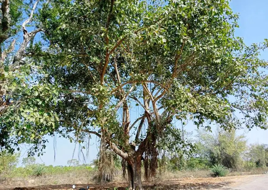 Banyan Tree In Tamil Name [4+ Benefits, Types, Nutrients & Facts]