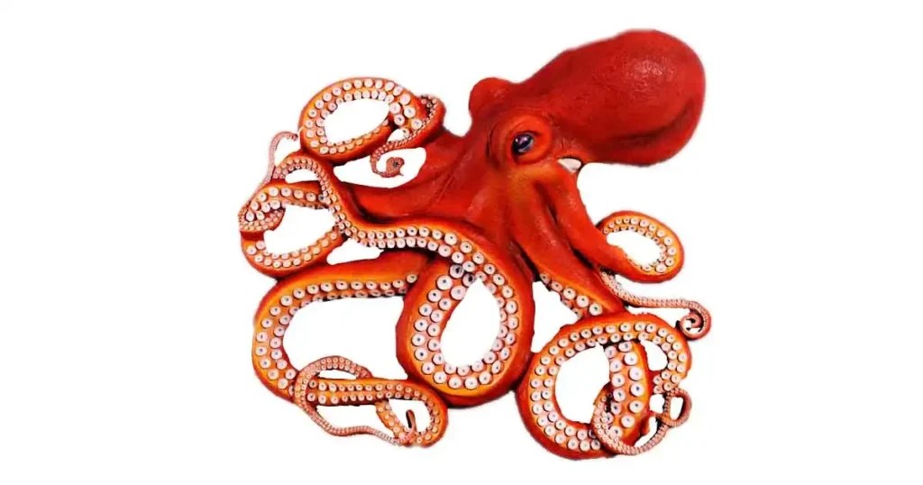 Octopus In Tamil Name [3+ Benefits, Side Effects, Nutrients, Price]