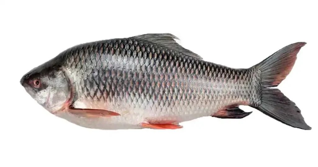 Rohu Fish In Telugu [5+ Benefits, Side Effects, Nutrients, Price