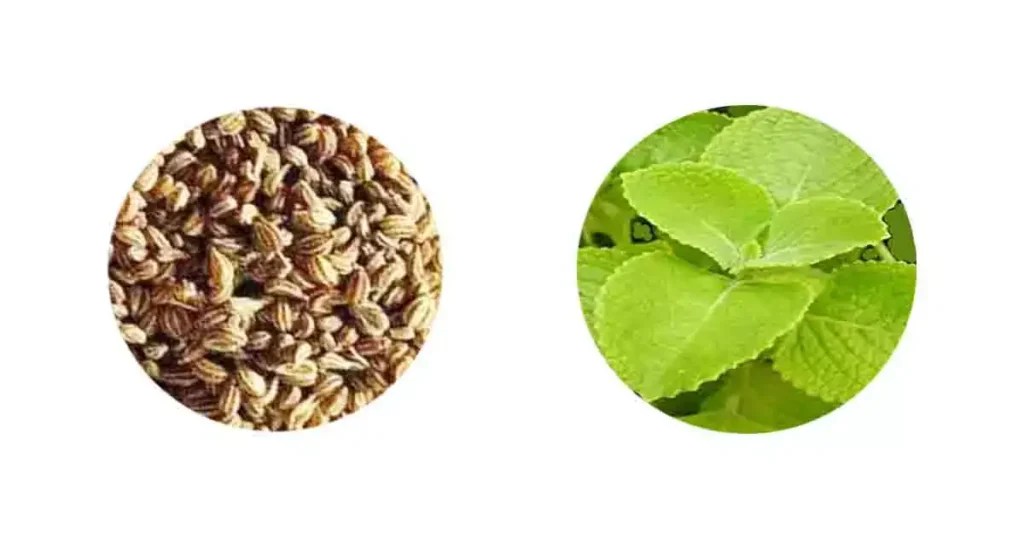 Carom Seeds Or Ajwain In Marathi [7+ Benefits, Nutrient, Price Etc]