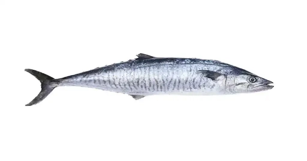 Surmai Fish [5+ Benefits, Side Effects, Nutrient, Types, Recipe, Price]