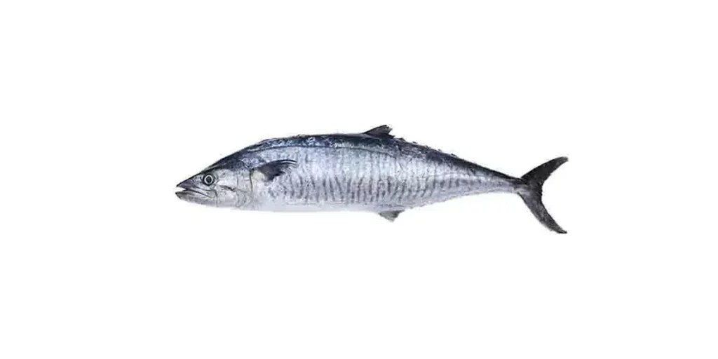 Vanjaram Fish [7+ Benefit, Side Effect, English Name, Nutrient, Price ]