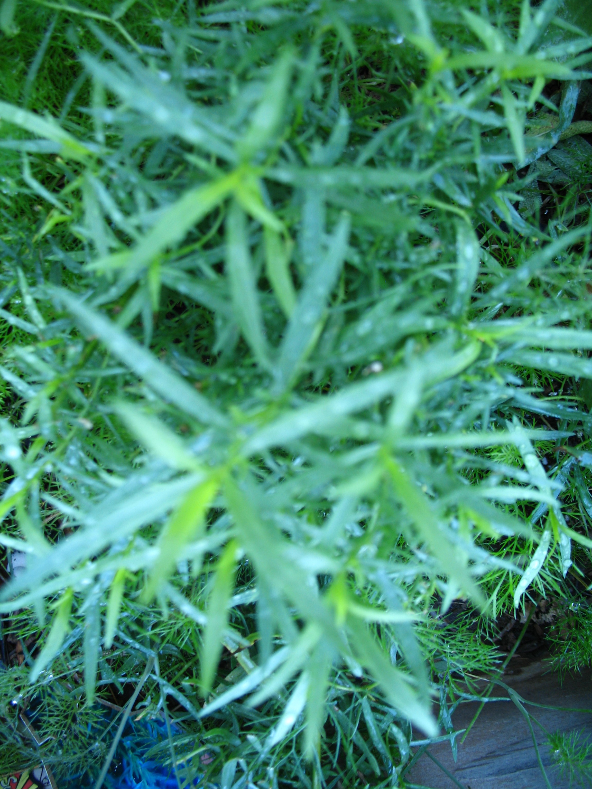 French Tarragon Herb Gardening