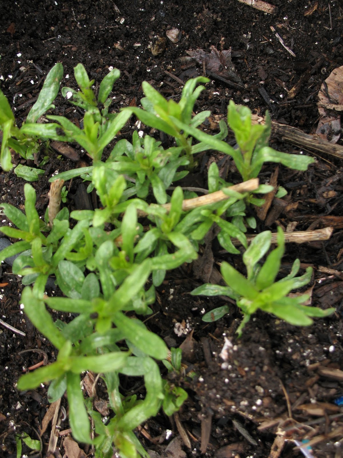French Tarragon Herb Gardening